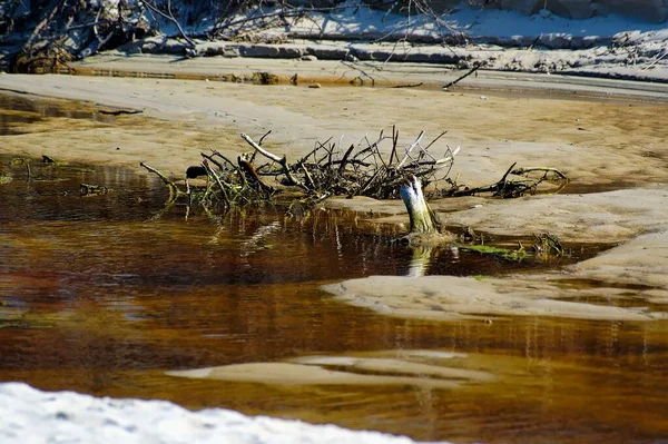 old brown withered tree on the sand at the shore