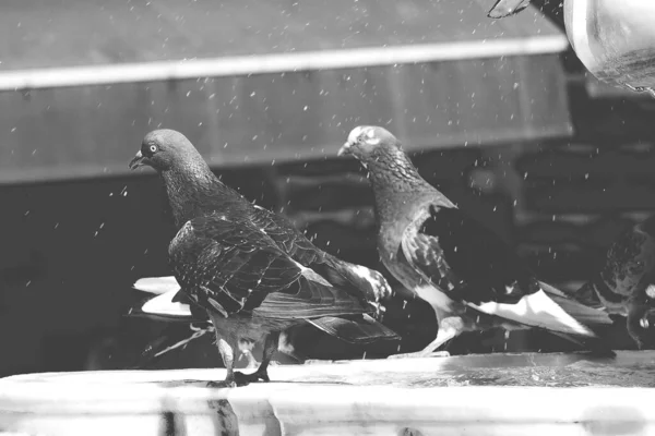 Beautiful Gray Pigeons Bathing Fountain Warm Summer Day Turkish City — Stock Photo, Image