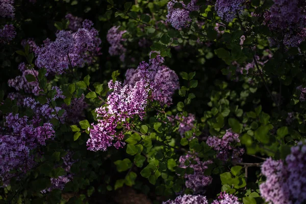 Krásná Fialová Šeřík Mezi Zelenými Listy Keři Jarní Zahradě — Stock fotografie