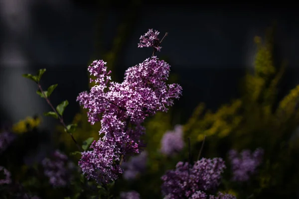 Mooie Paarse Lila Tussen Groene Bladeren Struik Lentetuin — Stockfoto