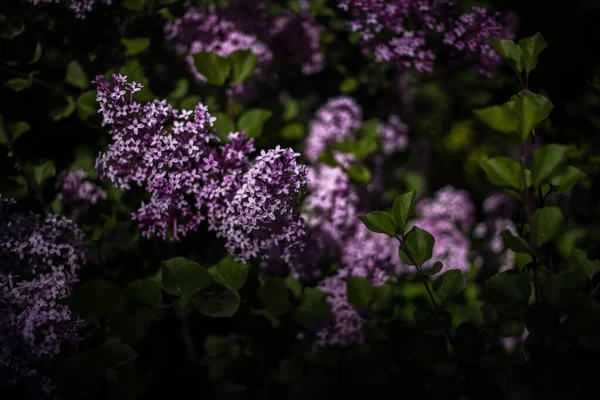 Beautiful Purple Lilac Green Leaves Bush Spring Garden — Stock Photo, Image