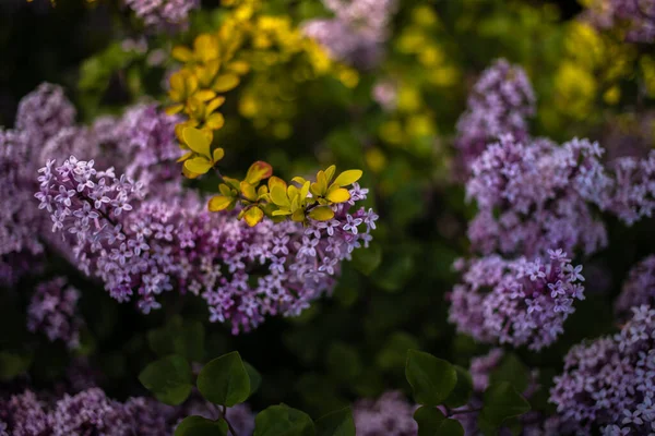 Hermosa Lila Púrpura Entre Las Hojas Verdes Arbusto Jardín Primavera —  Fotos de Stock