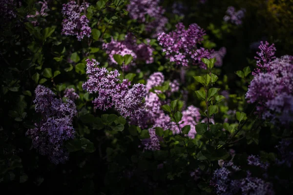 Beautiful Purple Lilac Green Leaves Bush Spring Garden — Stock Photo, Image