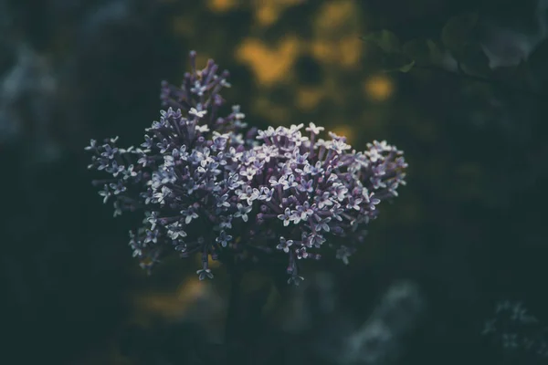 Beau Lilas Violet Parmi Les Feuilles Vertes Sur Buisson Dans — Photo