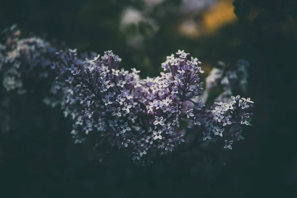 春の庭の茂みの緑の葉の間の美しい紫色のライラック — ストック写真