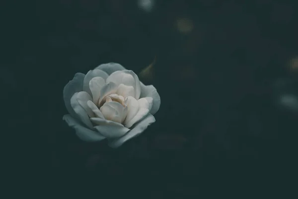 Bella Rosa Bianca Poco Sul Cespuglio Giardino — Foto Stock