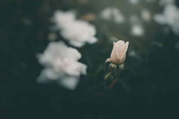Krásná Bílá Růže Keři Zahradě — Stock fotografie