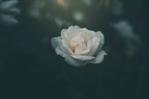 Piękna Biała Róża Krzewie Ogrodzie — Zdjęcie stockowe