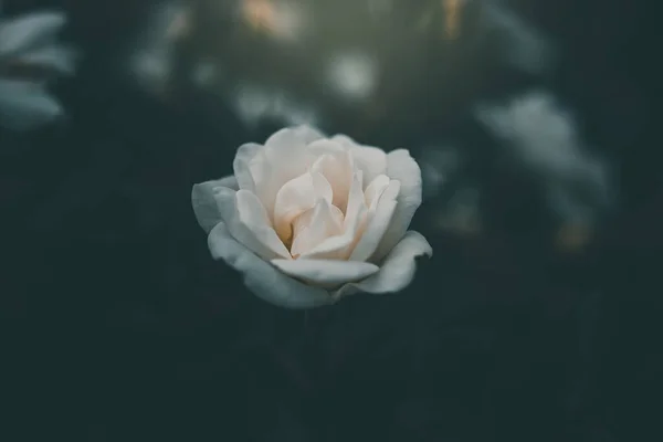 Красивая Белая Маленькая Роза Саду — стоковое фото