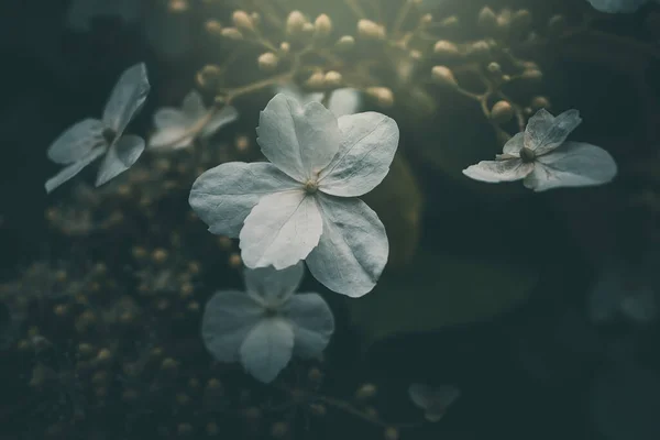 Όμορφο Λευκό Μικρό Λουλούδι Στο Θάμνο Στον Κήπο — Φωτογραφία Αρχείου