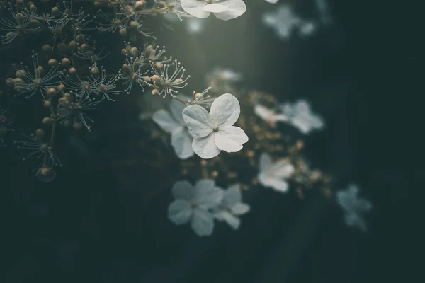 Vacker Vit Liten Blomma Busken Trädgården — Stockfoto