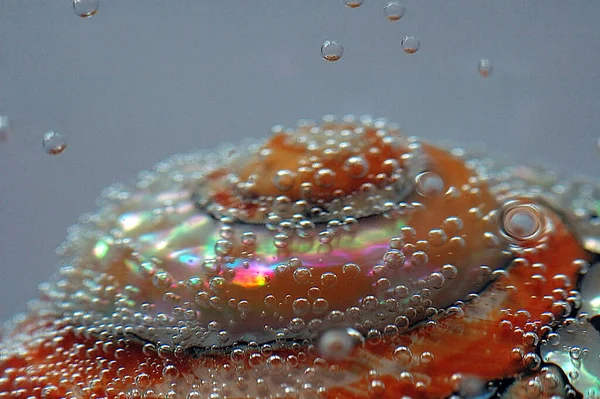 Kerang Besar Berwarna Warni Dengan Air Dan Gelembung Udara — Stok Foto