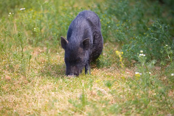 Bellissimo Grande Cinghiale Nell Ambiente Naturale Una Giornata Estiva — Foto Stock