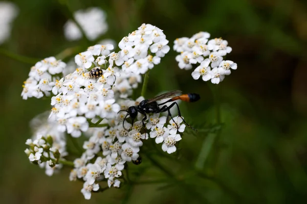 small insects in close-up on a white summer flower in the meadow i