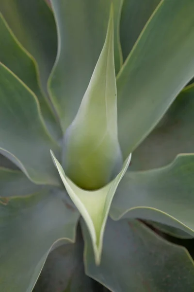 Beautiful Green Exotic Cactus Plant Closeup Creating Interesting Background — Stock Photo, Image