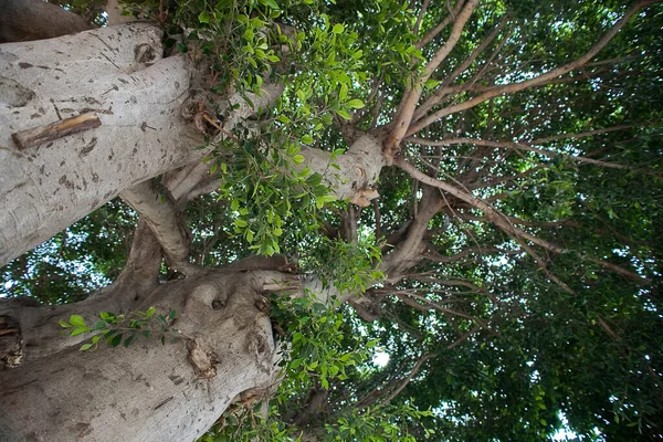 아름다운 이국적 나무의 — 스톡 사진