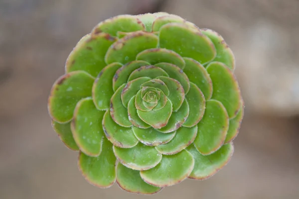 特写中仙人掌花的美丽的圆形绿色花朵 — 图库照片