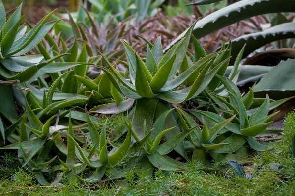 Piękny Zielony Duży Aloes Rośnie Naturalnym Środowisku — Zdjęcie stockowe