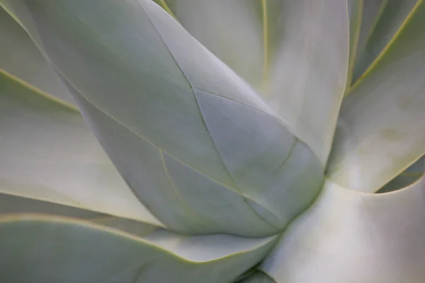 Bella Pianta Cactus Esotico Verde Primo Piano Creando Uno Sfondo — Foto Stock