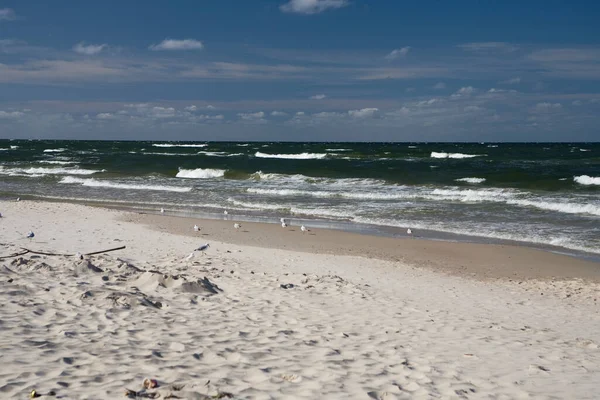 Bela Paisagem Calma Mar Praia Mar Báltico Polônia Com Gaivotas — Fotografia de Stock