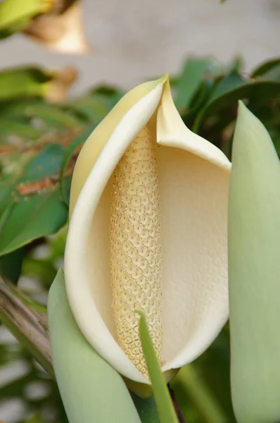 Bel Bianco Esotico Fiore Che Cresce Giardino Botanico Sull Isola — Foto Stock