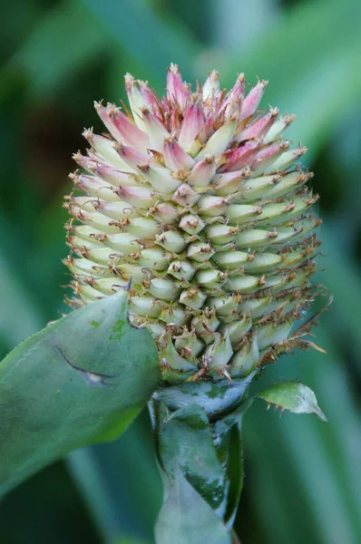 Una Hermosa Flor Exótica Que Crece Jardín Botánico Isla Española — Foto de Stock