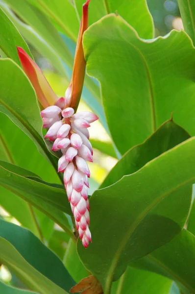 Bellissimo Fiore Esotico Che Cresce Giardino Botanico Sull Isola Spagnola — Foto Stock