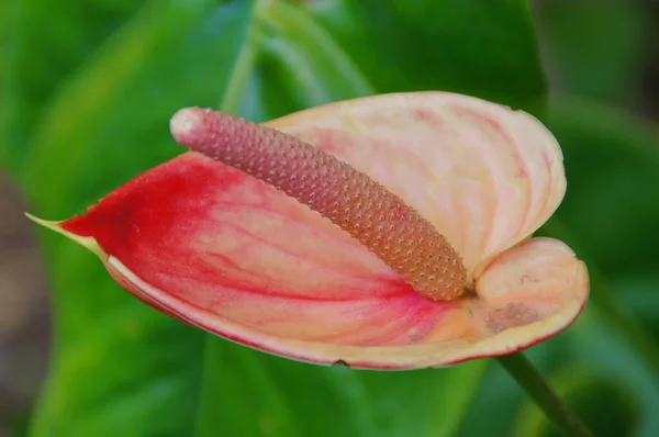 スペインのテネリフェ島の植物園で夏の暖かい晴れた日に育つ美しいエキゾチックな花 — ストック写真