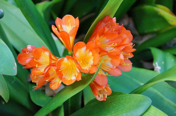 Uma Bela Flor Exótica Crescendo Jardim Botânico Ilha Espanhola Tenerife — Fotografia de Stock