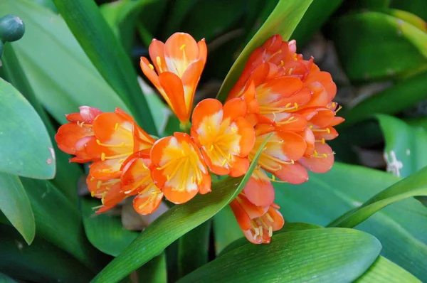 Uma Bela Flor Exótica Crescendo Jardim Botânico Ilha Espanhola Tenerife — Fotografia de Stock