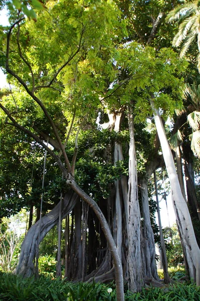 Beau Grand Arbre Exotique Avec Des Feuilles Vertes Formant Fond — Photo