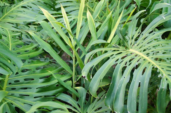 Belo Fundo Verde Com Folhas Exóticas Jardim Close — Fotografia de Stock