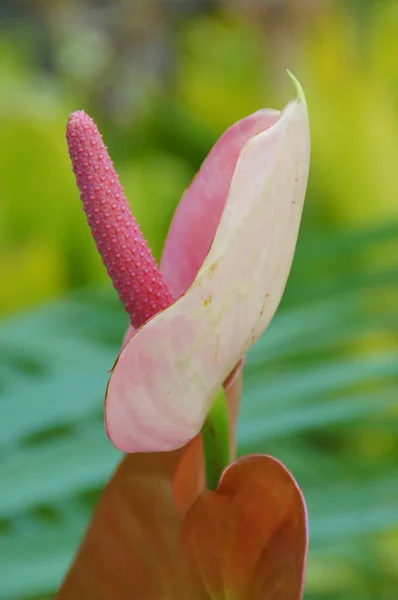 Una Hermosa Flor Exótica Que Crece Jardín Botánico Isla Española — Foto de Stock