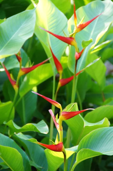 Bellissimo Fiore Esotico Che Cresce Giardino Botanico Sull Isola Spagnola — Foto Stock