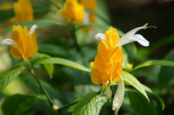 Beautiful Exotic Flower Growing Botanical Garden Spanish Island Tenerife Summer — Stock Photo, Image