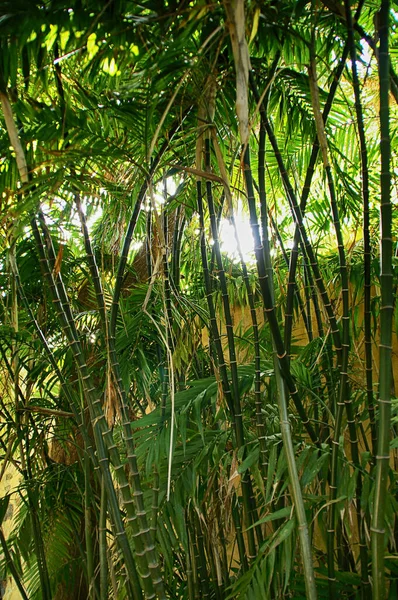 Yeşil Bambu Ormanı Parlayan Güneşi Olan Egzotik Bir Arka Plan — Stok fotoğraf