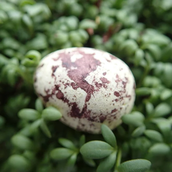 Красивое Маленькое Перепелиное Яйцо Лежащее Зеленом Крессе Крупным Планом Пасху — стоковое фото
