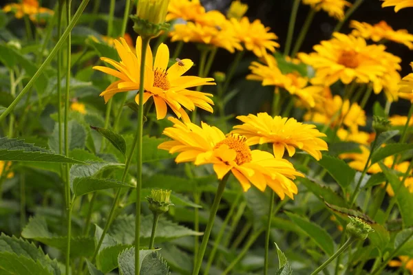 Hermosas Flores Amarillas Que Crecen Jardín Entre Fondo Verde Del — Foto de Stock