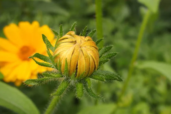 Bellissimi Fiori Gialli Che Crescono Giardino Tra Sfondo Verde Fogliame — Foto Stock