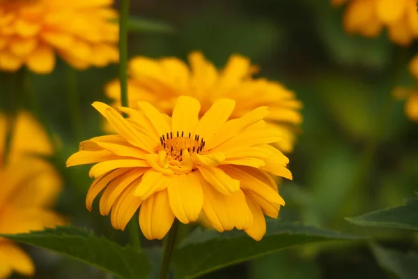 Belles Fleurs Jaunes Poussant Dans Jardin Parmi Fond Feuillage Vert — Photo