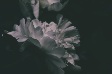 Güzel beyaz şakayık yakın planda koyu bir arkaplanda