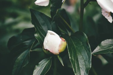Güzel beyaz şakayık yakın planda koyu bir arkaplanda