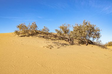 İspanya 'nın Gran Canaria adasındaki Maspalomas kumullarından sıcak güneşli bir günde güzel bir çöl manzarası.