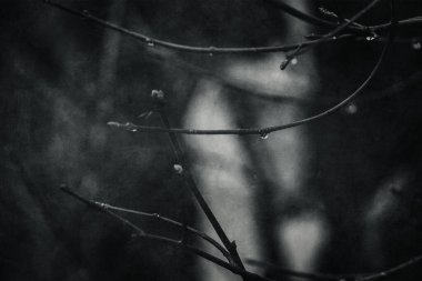 Ocak ayında yapraksız bir ağacın dalına düşen güzel yağmur damlaları.