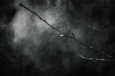 Ocak ayında yapraksız bir ağacın dalına düşen güzel yağmur damlaları.