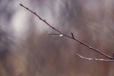 Ocak ayında yapraksız bir ağacın dalına düşen güzel yağmur damlaları.