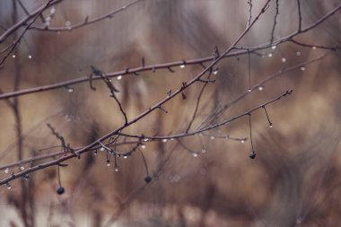 Ocak ayında yapraksız bir ağacın dalına düşen güzel yağmur damlaları.