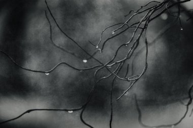 Ocak ayında yapraksız bir ağacın dalına düşen güzel yağmur damlaları.