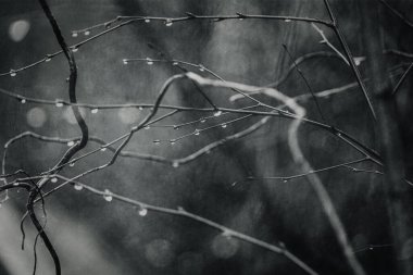 Ocak ayında yapraksız bir ağacın dalına düşen güzel yağmur damlaları.