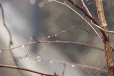 Ocak ayında yapraksız bir ağacın dalına düşen güzel yağmur damlaları.